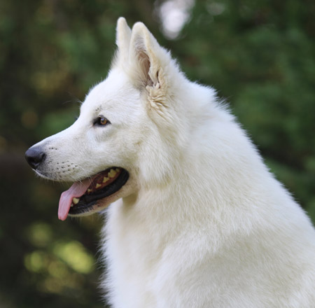 Etalon berger blanc suisse