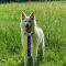 Portrait de One Million Lady Of Shepherd'S Paw 