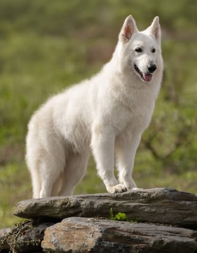 👑 Un jour, Un Champion 👑