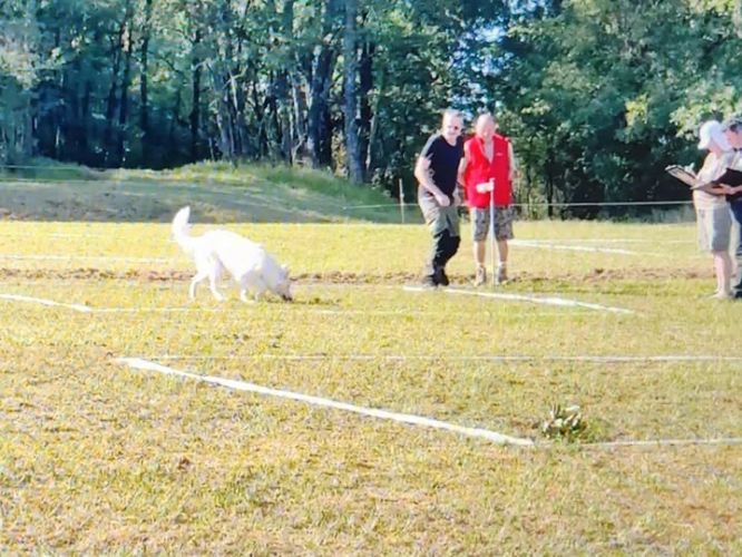 🏆📣CHAMPIONNAT DE FRANCE DE CAVAGE A OBERNAI                                           