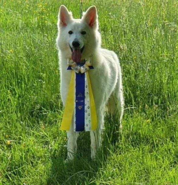 Berger blanc suisse