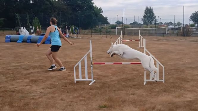 🐾🏆 RÉSULTAT AGILITY 🏆🐾